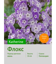 Флокс Katherine