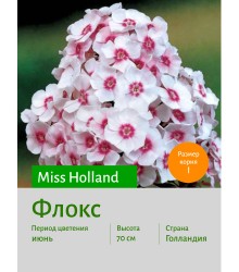 Флокс Miss Holland