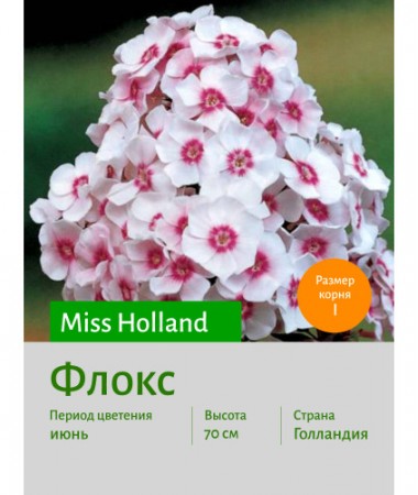 Флокс Miss Holland