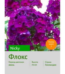 Флокс Nicky