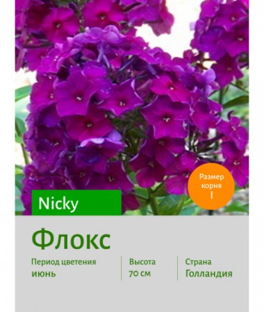 Флокс Nicky