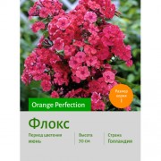 Флокс Orange Perfection