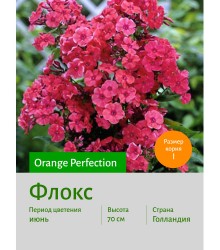 Флокс Orange Perfection