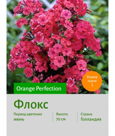 Флокс Orange Perfection