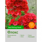 Флокс Red Riding Hood