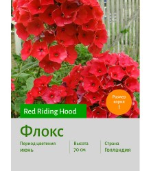 Флокс Red Riding Hood