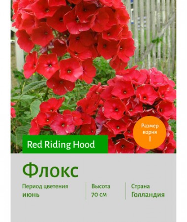 Флокс Red Riding Hood
