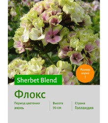 Флокс Sherbet Blend