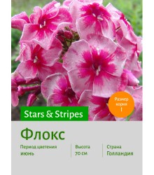 Флокс Stars & Stripes