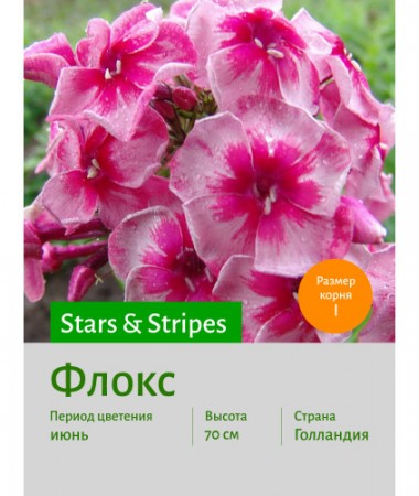 Флокс Stars & Stripes