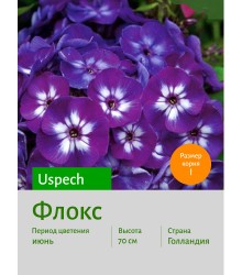 Флокс Uspech