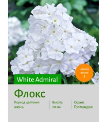 Флокс White Admiral