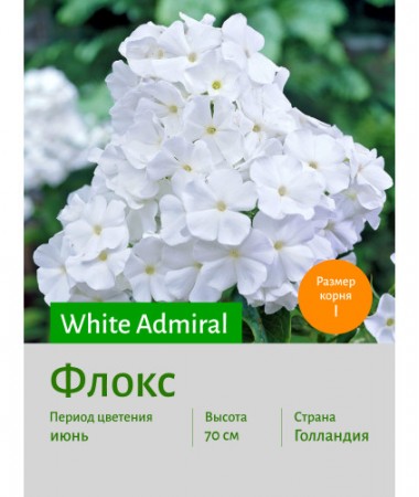 Флокс White Admiral