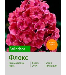 Флокс Windsor