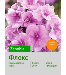 Флокс Zenobia