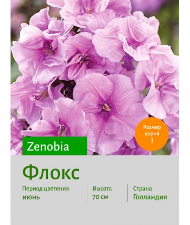 Флокс Zenobia