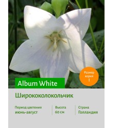 Ширококолокольчик Album White