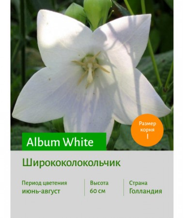 Ширококолокольчик Album White