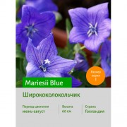 Ширококолокольчик Mariesii Blue