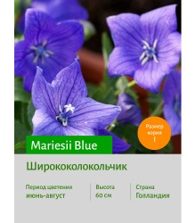Ширококолокольчик Mariesii Blue