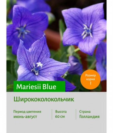 Ширококолокольчик Mariesii Blue