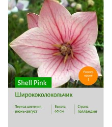 Ширококолокольчик Shell Pink