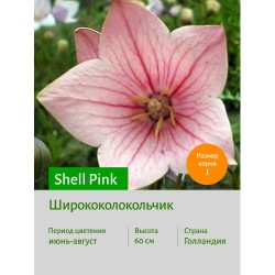 Ширококолокольчик Shell Pink