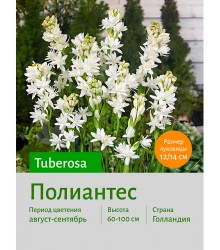 Ваточник tuberosa