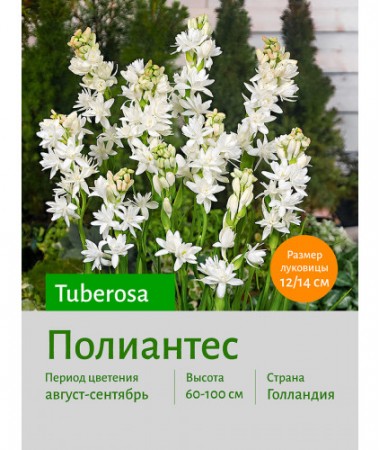 Ваточник tuberosa