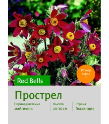 Прострел vulgaris Red Bells