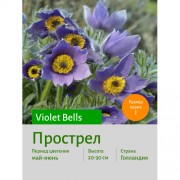 Прострел Violet Bells