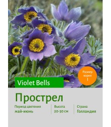 Прострел Violet Bells