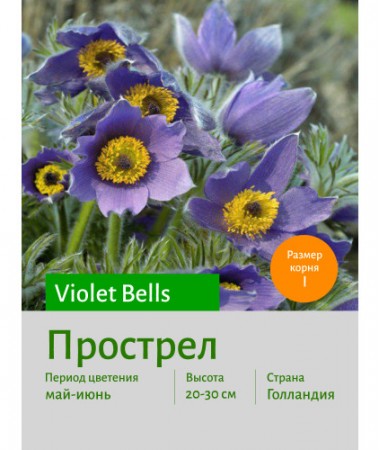 Прострел Violet Bells
