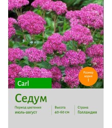Седум Carl