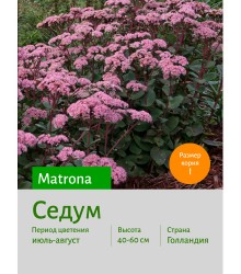 Седум Matrona
