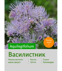 Василистник aquilegifolium
