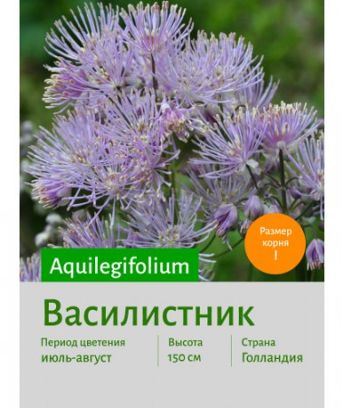 Василистник aquilegifolium
