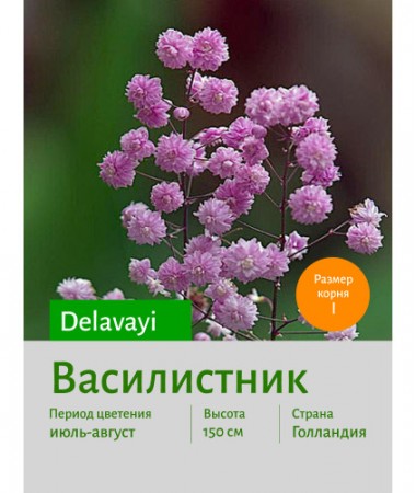 Василистник delavayi