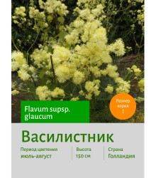 Василистник flavum supsp. glaucum