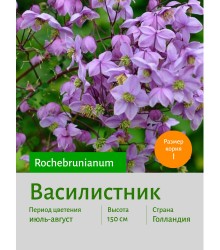 Василистник rochebrunianum