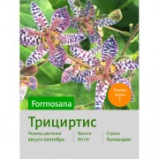 Трициртис formosana