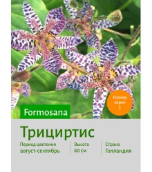 Трициртис formosana