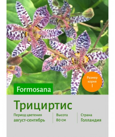 Трициртис formosana