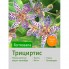 Трициртис formosana