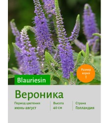 Вероника Blauriesin