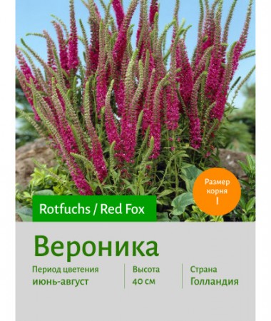 Вероника Red Fox