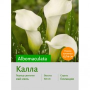 Калла Albomaculata
