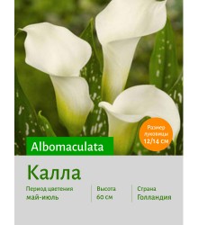 Калла Albomaculata
