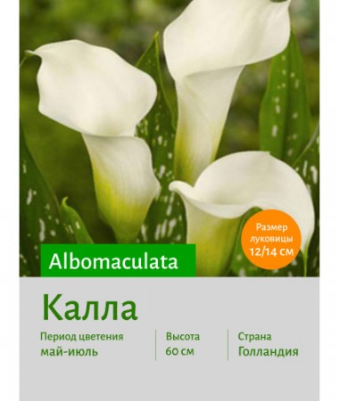 Калла Albomaculata