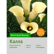 Калла Black Eyed Beauty